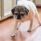 Dog Nail Caps Set – Soft Anti-Scratch Claw Covers with Glue for Small, Medium & Large Dogs
