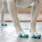 Dog Nail Caps Set – Soft Anti-Scratch Claw Covers with Glue for Small, Medium & Large Dogs