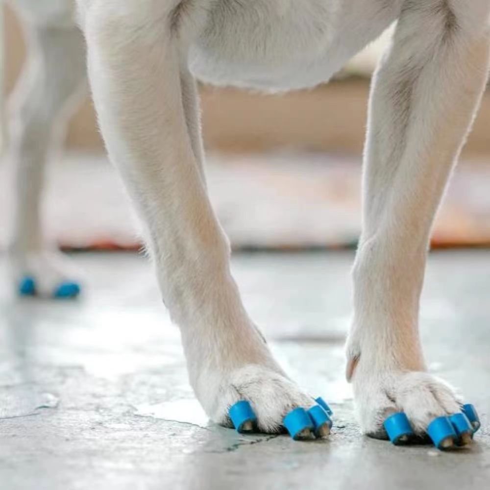 Dog Nail Caps Set – Soft Anti-Scratch Claw Covers with Glue for Small, Medium & Large Dogs