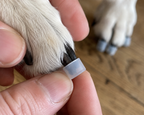 Dog Nail Caps Set – Soft Anti-Scratch Claw Covers with Glue for Small, Medium & Large Dogs