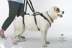 Dog Walking Support Handles – Adjustable Harness Lift Aid for Senior & Recovering Dogs (Set of 2)