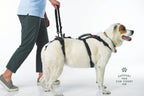 Dog Walking Support Handles – Adjustable Harness Lift Aid for Senior & Recovering Dogs (Set of 2)