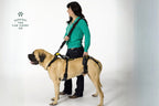 Dog Mobility Support Harness – Padded Walking Lift Sling with Shoulder Strap